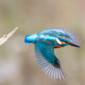 Martin-pêcheur d'Europe Alcedo atthis - Common Kingfisher