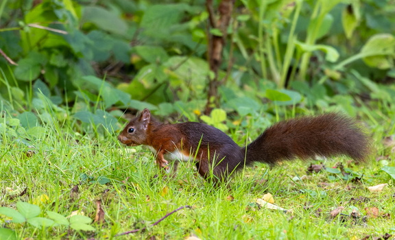 Écureuil roux  Sciurus vulgaris