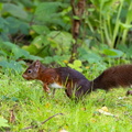 Écureuil roux  Sciurus vulgaris