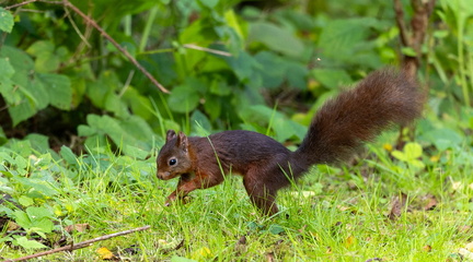 Écureuil roux  Sciurus vulgaris