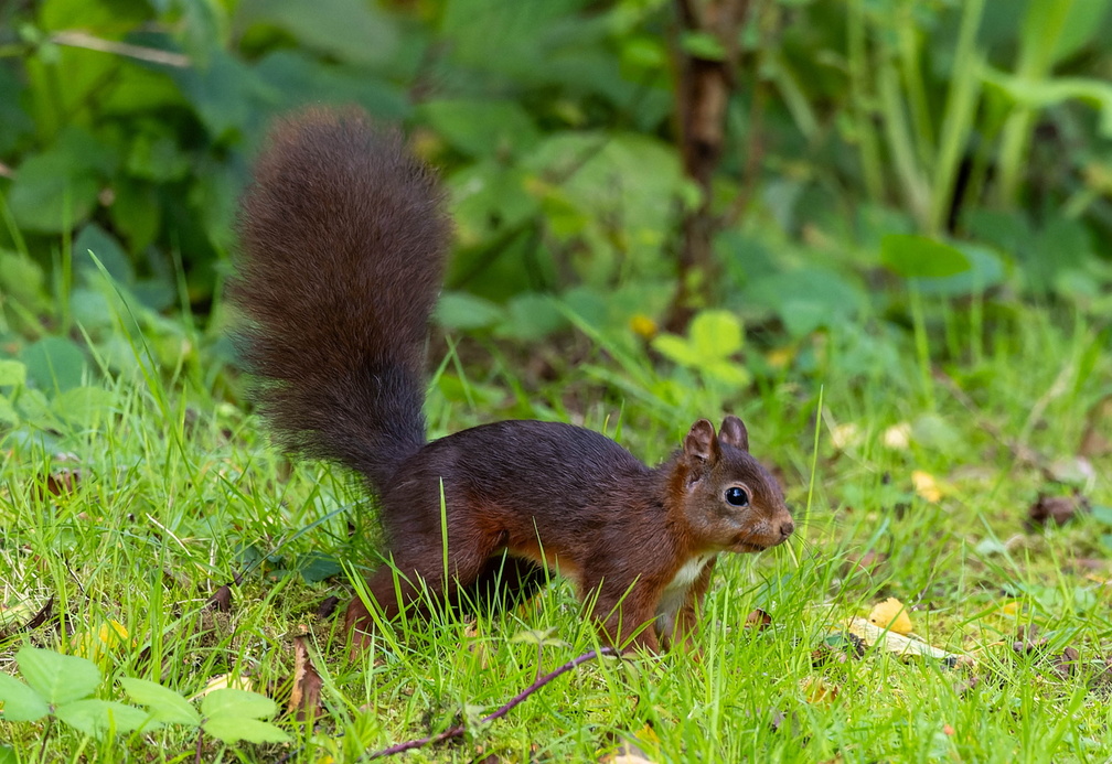 Écureuil roux  Sciurus vulgaris