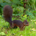 Écureuil roux  Sciurus vulgaris