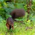Écureuil roux  Sciurus vulgaris