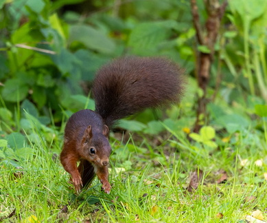 Écureuil roux  Sciurus vulgaris