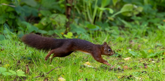 Écureuil roux  Sciurus vulgaris