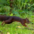 Écureuil roux  Sciurus vulgaris
