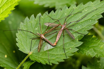 tipule potagère (Tipula oleracea)  tipule du chou 