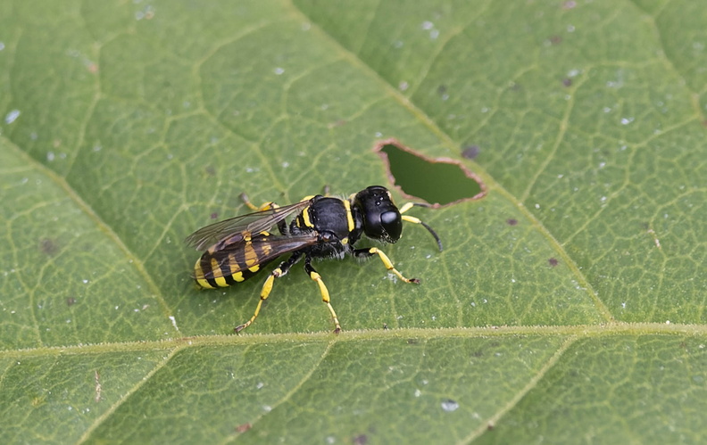 Ectemnius cavifrons