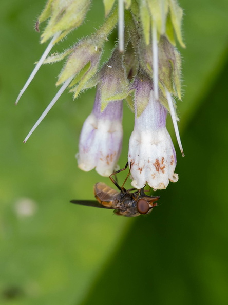 Rhingia campestris