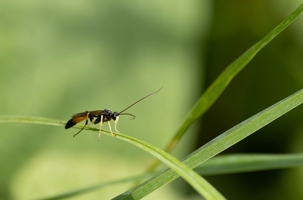 Diphyus quadripunctorius