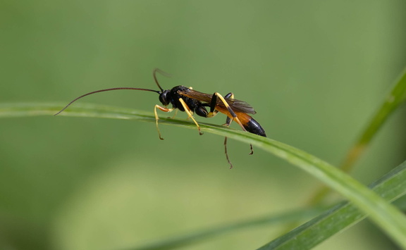 Diphyus quadripunctorius