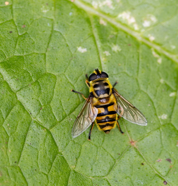 Éristale des fleurs  Myathropa florea