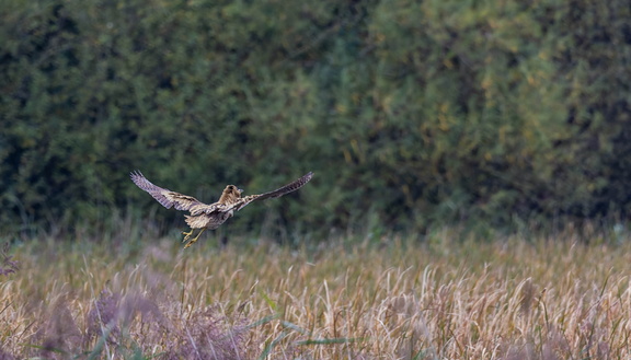  Butor étoilé Botaurus stellaris - Eurasian Bittern