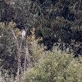  Faucon hobereau Falco subbuteo - Eurasian Hobby