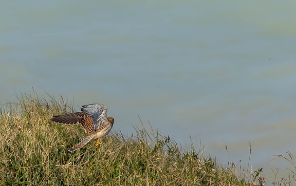 Faucon crécerelle Falco tinnunculus - Common Kestrel