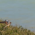 Faucon crécerelle Falco tinnunculus - Common Kestrel