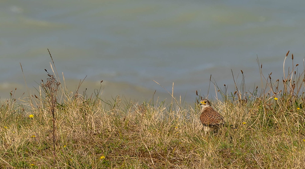 Faucon crécerelle Falco tinnunculus - Common Kestrel