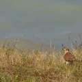 Faucon crécerelle Falco tinnunculus - Common Kestrel