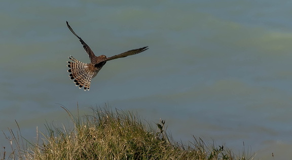 Faucon crécerelle Falco tinnunculus - Common Kestrel