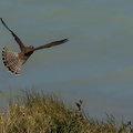 Faucon crécerelle Falco tinnunculus - Common Kestrel