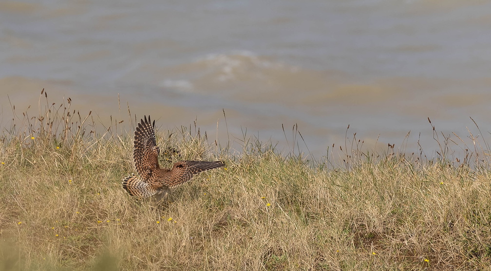 Faucon crécerelle Falco tinnunculus - Common Kestrel