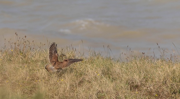 Faucon crécerelle Falco tinnunculus - Common Kestrel