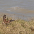 Faucon crécerelle Falco tinnunculus - Common Kestrel