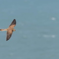 Faucon crécerelle Falco tinnunculus - Common Kestrel