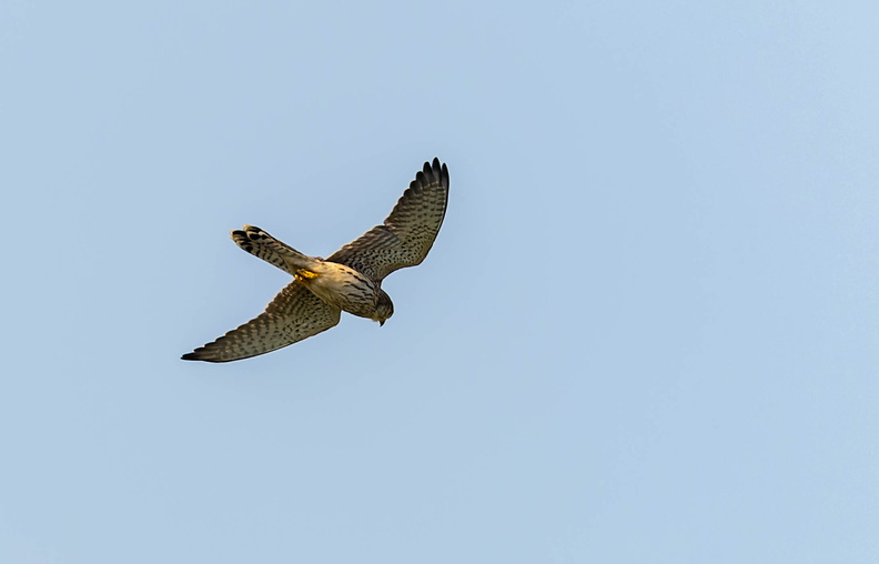 2J8A3157-CR3_DxO_DeepPRIME.jpg