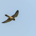Faucon crécerelle Falco tinnunculus - Common Kestrel