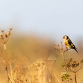 Chardonneret élégant Carduelis carduelis - European Goldfinch