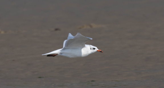 Mouette mélanocéphale Ichthyaetus melanocephalus - Mediterranean Gull