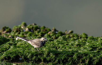 Bergeronnette grise Motacilla alba - White Wagtail