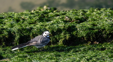 Bergeronnette grise Motacilla alba - White Wagtail