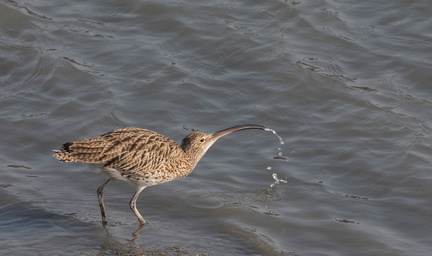 Courlis cendré Numenius arquata - Eurasian Curlew