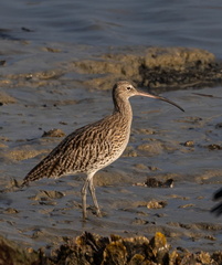 Courlis cendré Numenius arquata - Eurasian Curlew