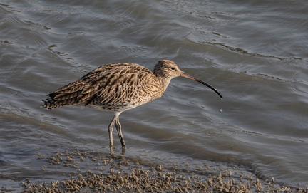 Courlis cendré Numenius arquata - Eurasian Curlew