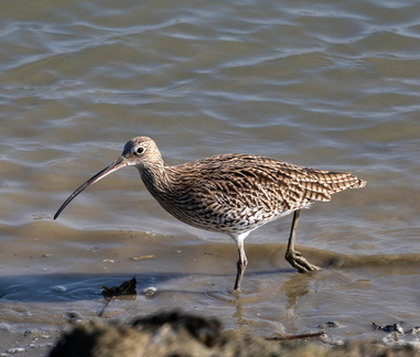 Courlis cendré Numenius arquata - Eurasian Curlew