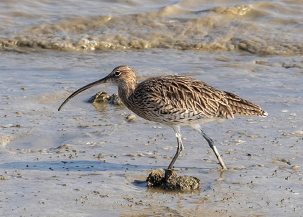 Courlis cendré Numenius arquata - Eurasian Curlew