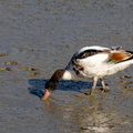 Tadorne de Belon Tadorna tadorna - Common Shelduck