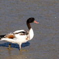 Tadorne de Belon Tadorna tadorna - Common Shelduck