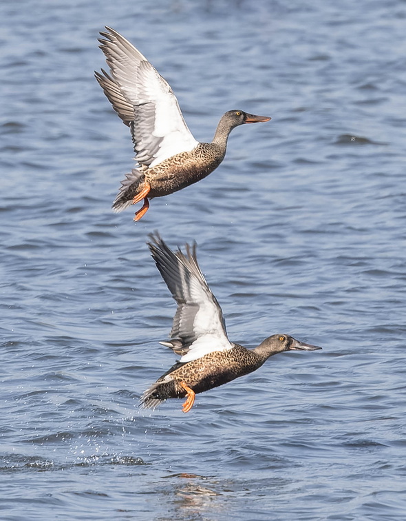 Canard souchet Spatula clypeata - Northern Shoveler