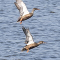 Canard souchet Spatula clypeata - Northern Shoveler