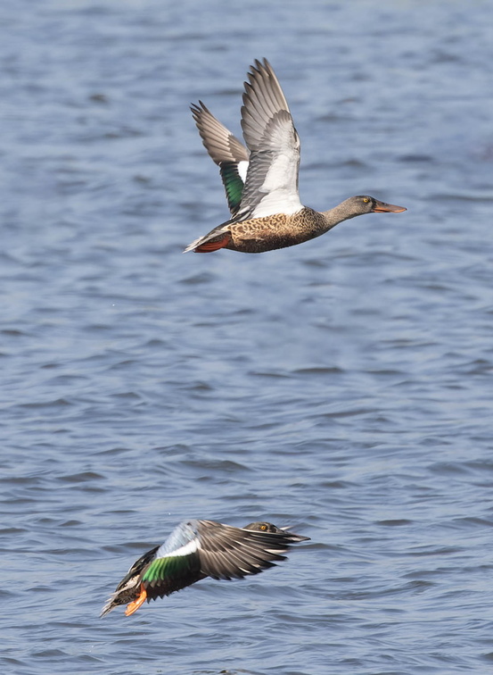 Canard souchet Spatula clypeata - Northern Shoveler