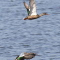 Canard souchet Spatula clypeata - Northern Shoveler