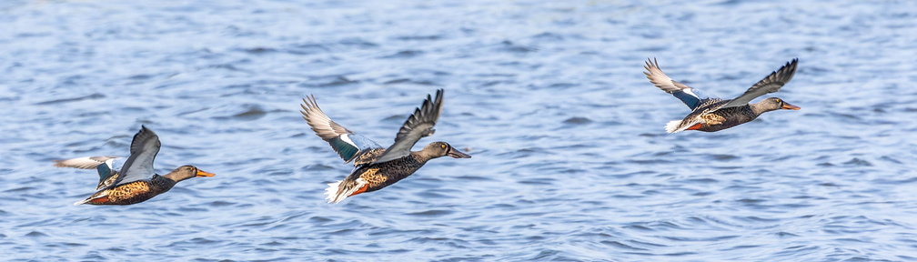 Canard souchet Spatula clypeata - Northern Shoveler