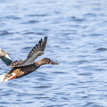 Canard souchet Spatula clypeata - Northern Shoveler