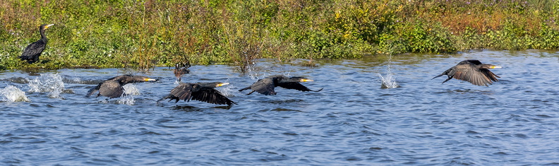 Grand Cormoran Phalacrocorax carbo - Great Cormorant