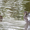  Sarcelle d'hiver Anas crecca - Eurasian Teal