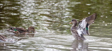  Sarcelle d'hiver Anas crecca - Eurasian Teal